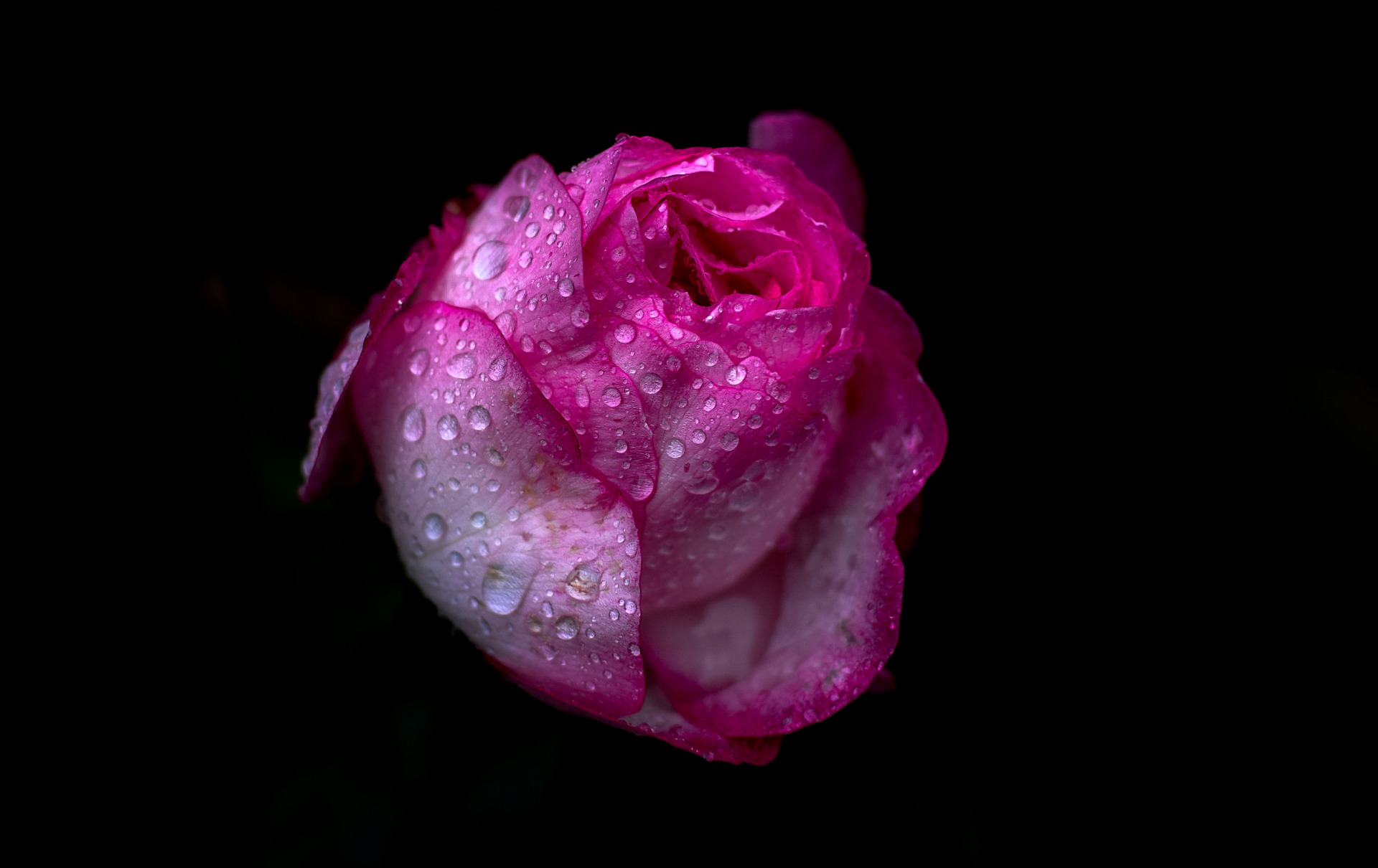 Růže - Dana Vlčková