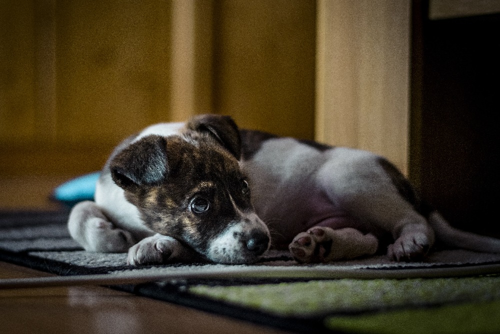 Ardett - Pavel Tobiášek